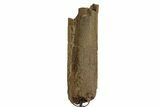 Fossil Triceratops Rib Section w/ Metal Stand - South Dakota #378507-1